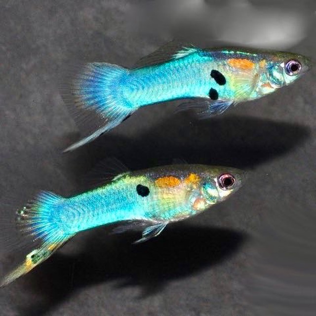 Poecilia ret.   Guppy Japan blue L